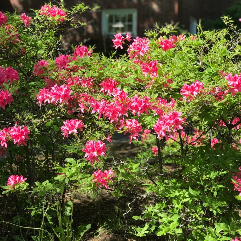 Meet your Posher, Little